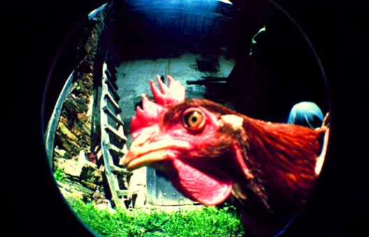 Los huevos de gallinas en libertad valen 3,4 veces más